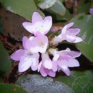 Meet your Posher, Maddy